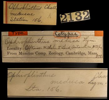Media type: image;   Invertebrate Zoology OPH-378 Description: Labels for this specimen included in the specimen tray.;  Aspect: labels